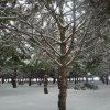 la grande nevicata del febbraio 2012 029